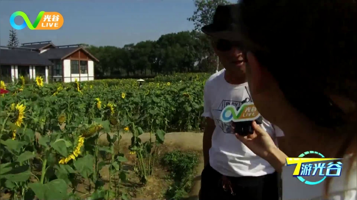 第十六周T游光谷之向日葵基地1028