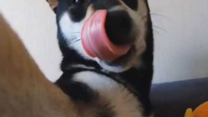 录播