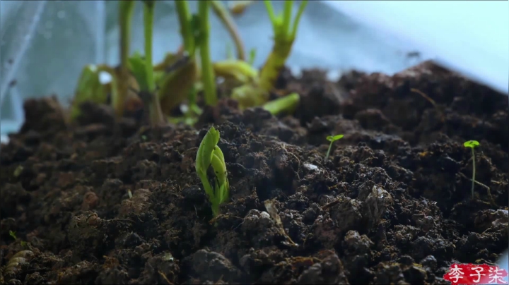 zard1991 2020-11-01 14点场