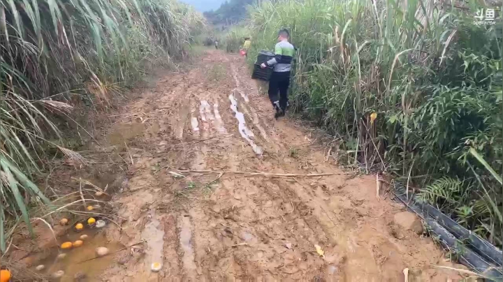 今天上山采摘桔子 2020-11-02 11点场