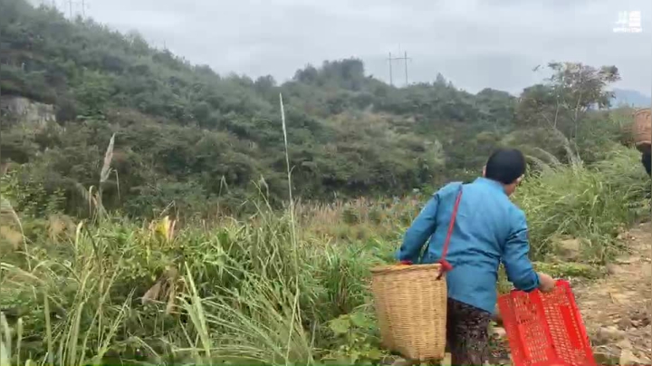 今天上山采摘桔子 2020-11-02 11点场