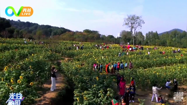 好看 好玩的新鲜资讯，就在光谷live！ 2020-11-03 12点场