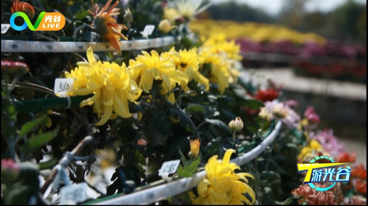 第十七周T游光谷之兰亭菊展1104