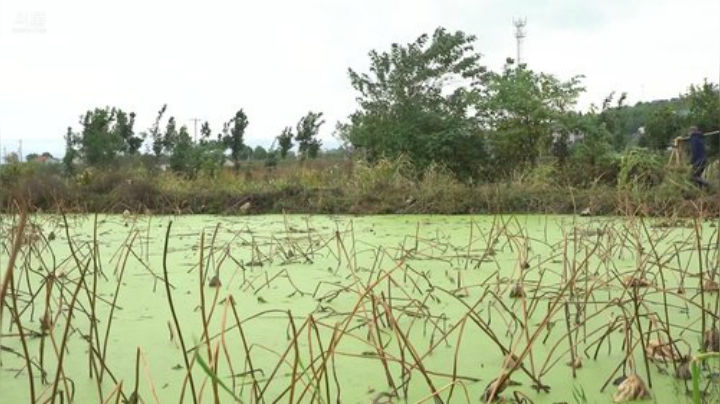 我在斗鱼看YESHI小哥直播美食