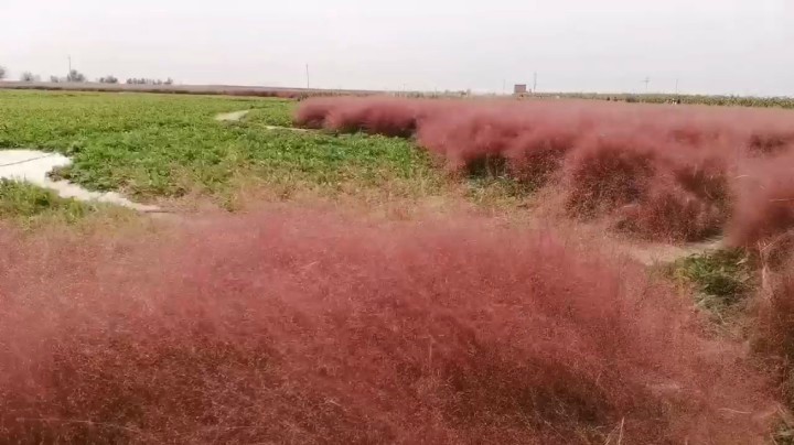 花海一游