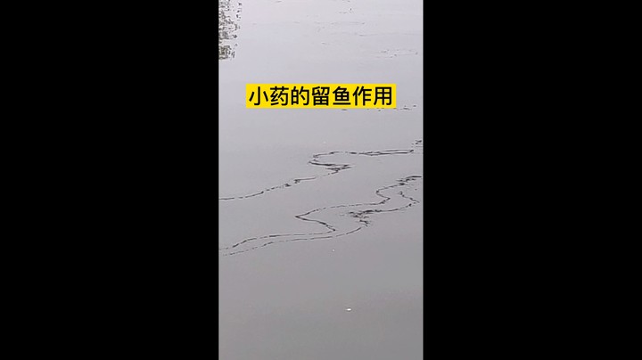 小药的留鱼作用表现在哪里？看看水面就知道了。