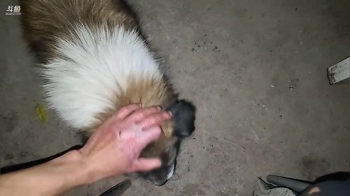 【户外】叶子户外的精彩时刻 20201112 01点场