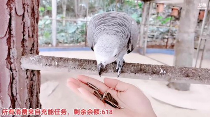 【户外】百变姑姑肖淑洁的精彩时刻 20201115 14点场