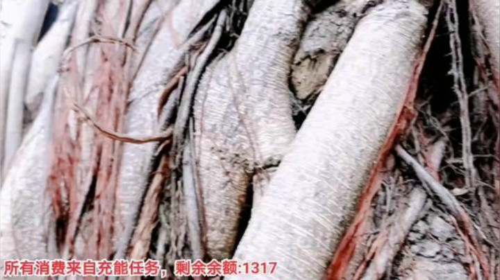 【户外】百变姑姑肖淑洁的精彩时刻 20201117 14点场