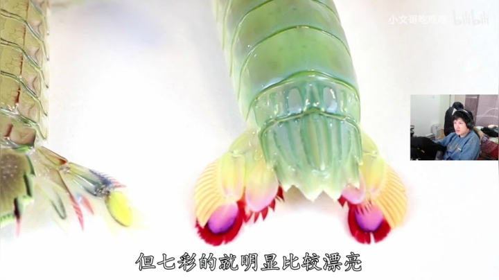 【2020-11-18 14点场】yjjimpaopao：再也不嗷夜了~