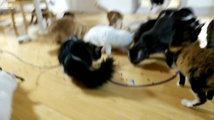 我在斗鱼看猫粮战士直播户外