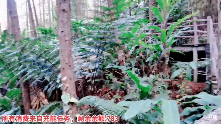 【2020-11-16 15点场】百变姑姑肖淑洁：姑姑:云旅行，清远森波拉温泉