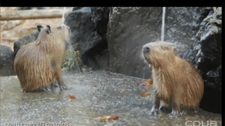 【2020-11-14 19点场】史维佳：刚刚开始了