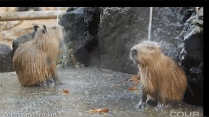 【2020-11-13 13点场】史维佳：刚刚开始了