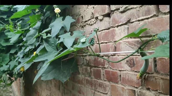 【2020-11-14 13点场】史维佳：刚刚开始了