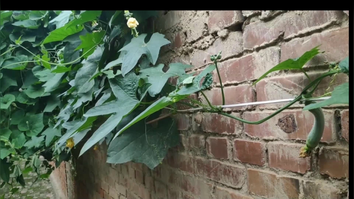 【2020-11-18 02点场】史维佳：刚刚开始了