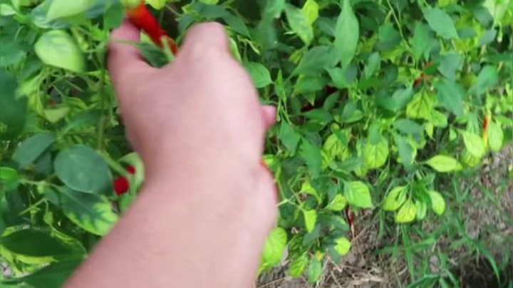 【美食】YESHI小哥的精彩时刻 20201122 10点场