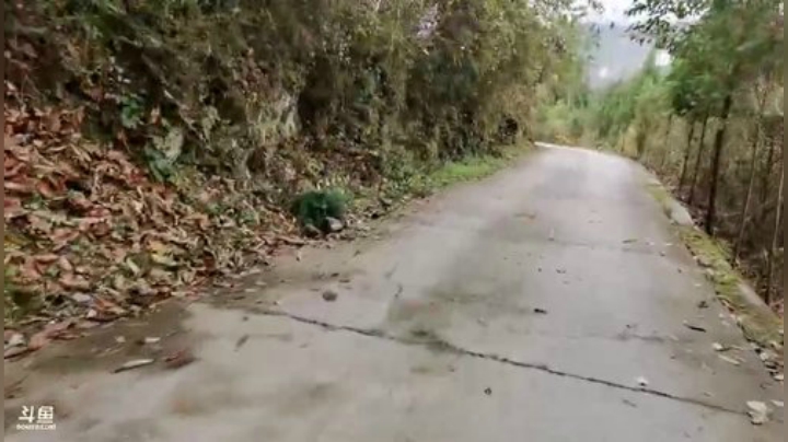 狗强论狗系