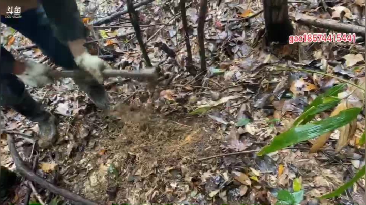 【2020-11-25 13点场】魅力生活i：下雨天继续挖冬笋