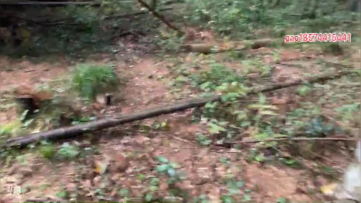 【2020-11-25 16点场】魅力生活i：下雨天继续挖冬笋