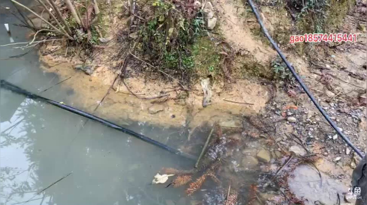 【2020-11-26 13点场】魅力生活i：抽个野坑抓黄鳝