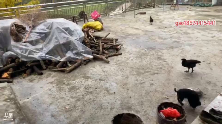 【2020-11-26 15点场】魅力生活i：晚上沸腾鱼片干锅泥鳅