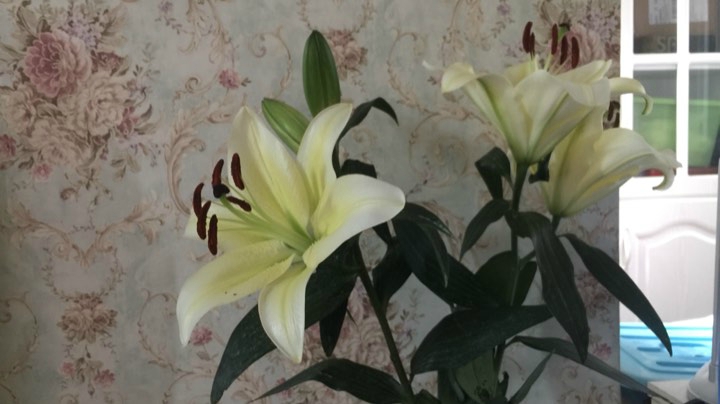 星际争霸菜鸟培训班2期