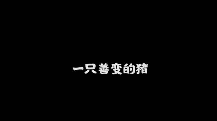 【一条小团团】一只善变的猪
