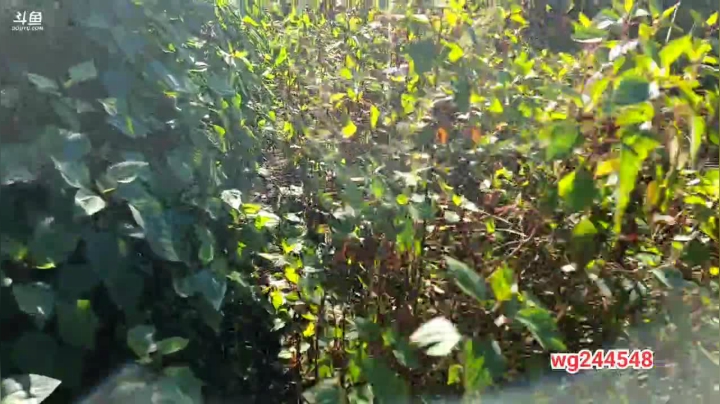 【2020-11-29 14点场】叶子户外：《纪实直播》去腾冲，汶上