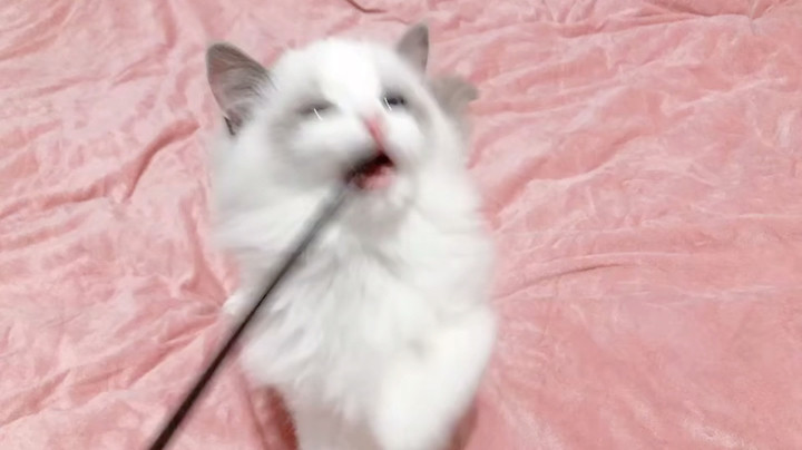 AWSL布偶猫和英短