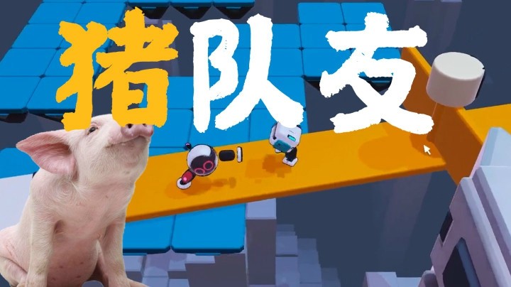 【一条小团团】论一只猪的猪队友~