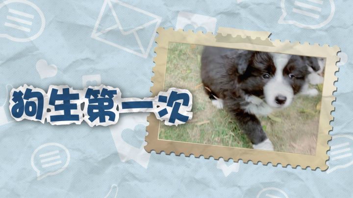 若风VLOG：狗生第一次打针！五只小奶狗快萌翻啦