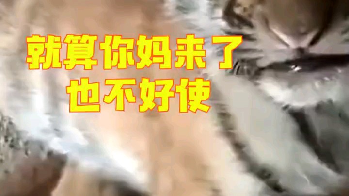极夜学长发布了一个斗鱼视频2020-12-05