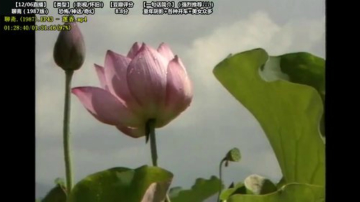 【一起看】傲天皇妃sama的精彩时刻 20201207 00点场