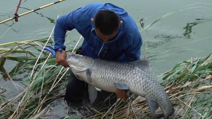 《游钓中国6》第20集 安徽淮北塌陷区 雨中守巨青