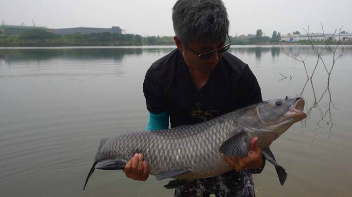 《游钓中国6》第24集 单钩通线变换流氓双钩，轻松擒获大青鱼