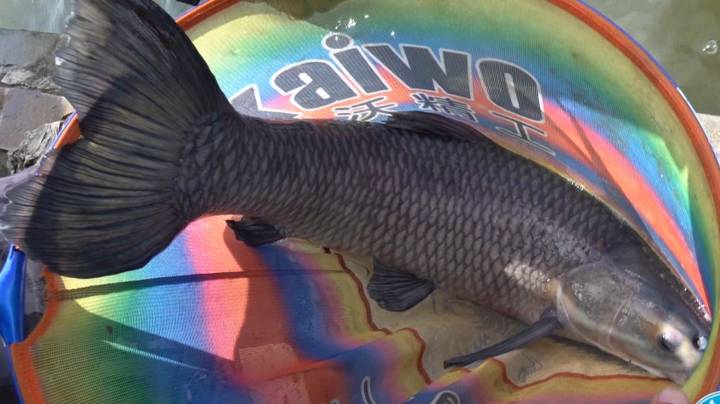 《游钓中国6》第22集 钓鱼要到船上钓，大鱼上钩跑不了