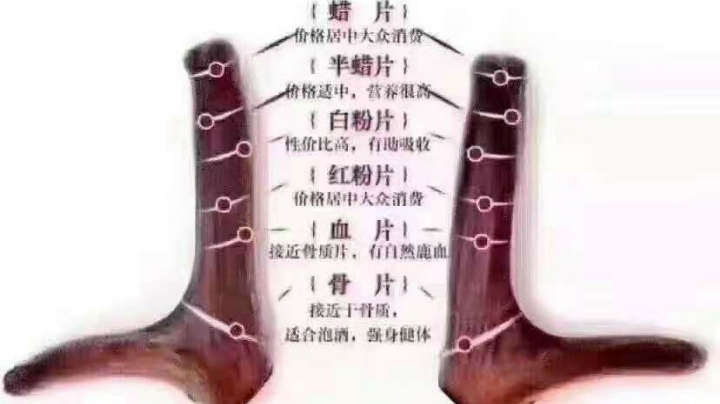 鹿茸位置