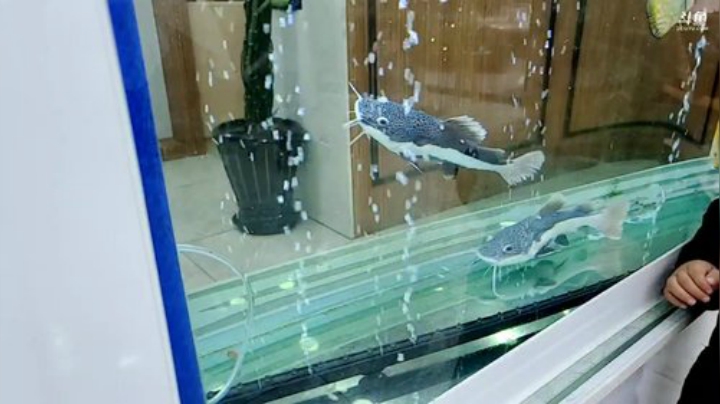 【户外】国民大舅哥的精彩时刻 20201213 15点场