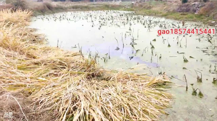 【2020-12-14 15点场】魅力生活i：今天在家灌香肠