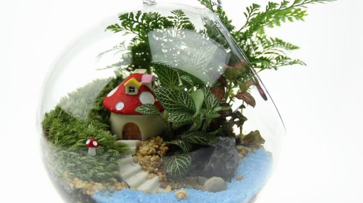 植物科普 微景观制作