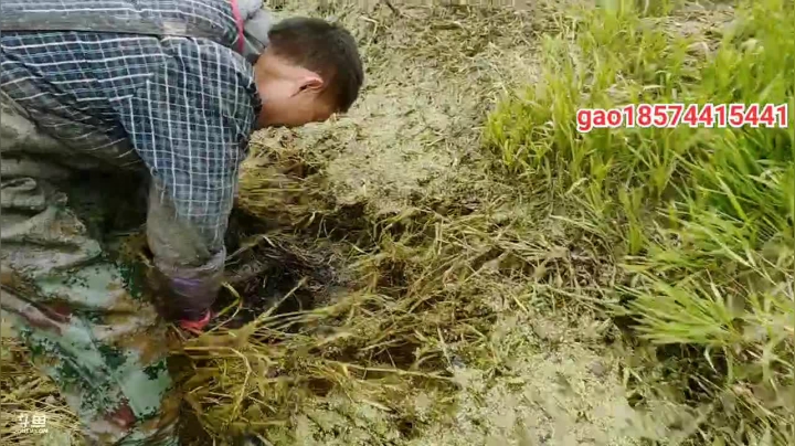 【2020-12-15 12点场】魅力生活i：继续抽野塘搞大货