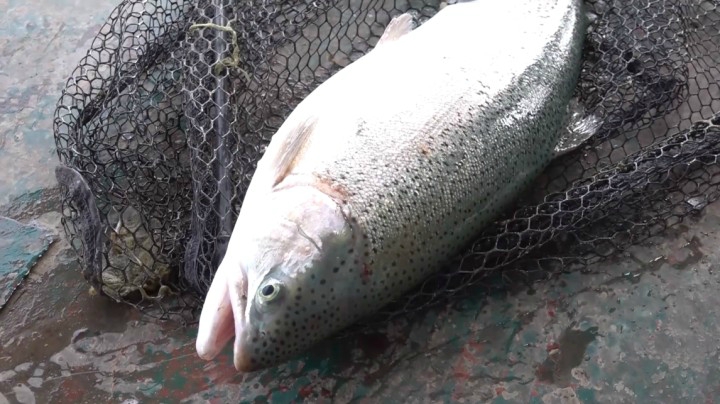 《游钓中国5》第6集 时隔多年再战刘家峡 意外收获“梦幻鱼种“