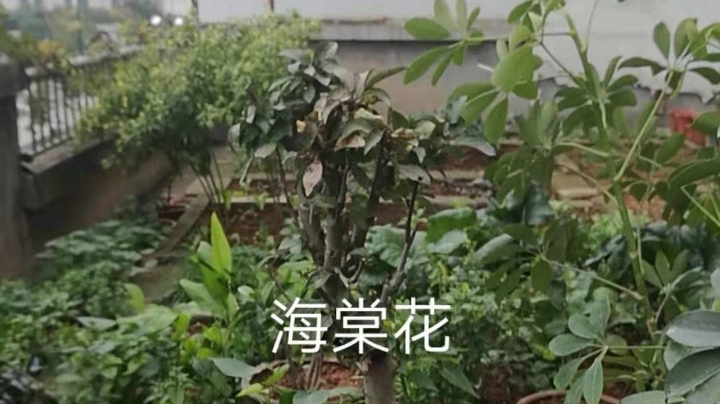 清理一下屋顶菜园
