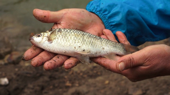《游钓中国4》第4集 花坝子水库 寻觅中华倒刺鲃