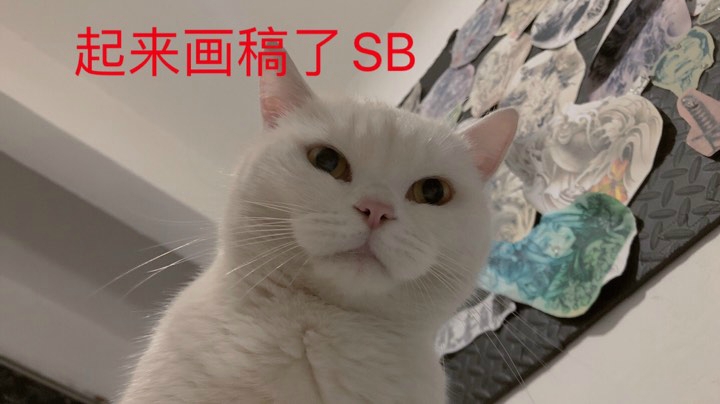 老仓鼠回来肝一下
