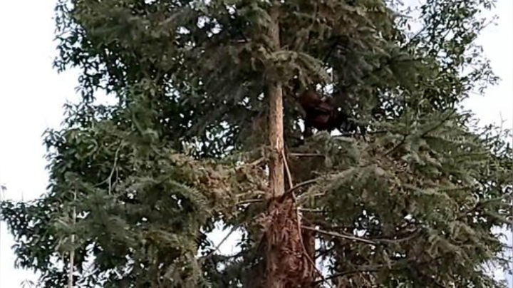 【户外】叶子户外的精彩时刻 20201222 18点场