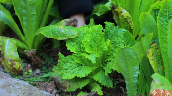 【美食】李子柒liziqi的精彩时刻 20201222 15点场