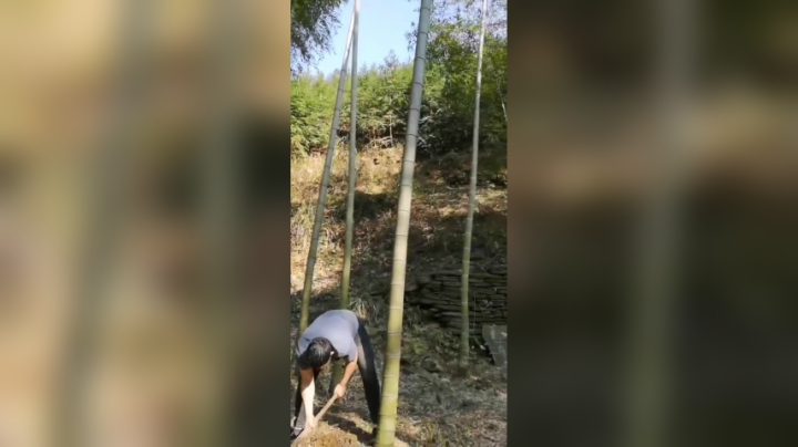 挖竹笋