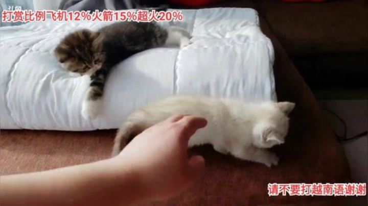 我在斗鱼看越南皇上直播户外